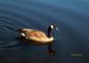 canadagoose01_small.jpg