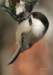 chickadeefeeding01_small.jpg