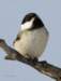 chickadeepose01_small.jpg