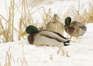 coldmallards.jpg