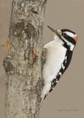 hairywoodpecker01.jpg