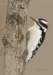 hairywoodpecker01_small.jpg
