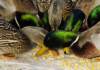 mallardfeedingfrenzy_small.jpg