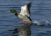 mallardtakeoff01_small.jpg