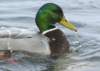mallardwetback_small.jpg