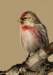 redpolepose01_small.jpg