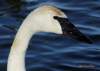 trumpeterhead01_small.jpg