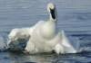 trumpeterswanbath01_small.jpg