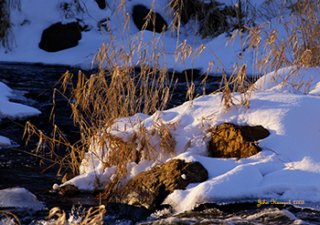 goldengrasses01.jpg