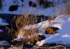 goldengrasses01_small.jpg