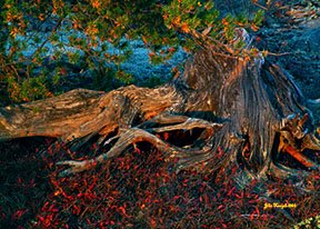 rootsinsunset01.jpg