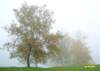 treesinfog_small.jpg