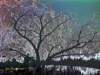 visionoficytree_small.jpg