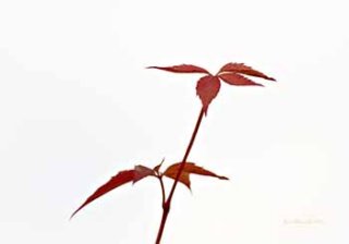 redzenplant.jpg